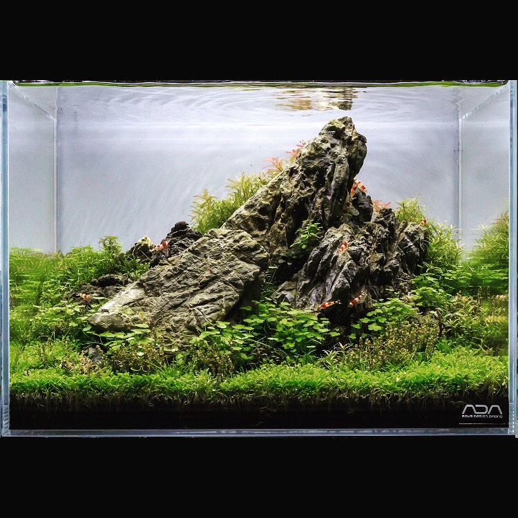 Aquascape “Wilder Kaiser” by Tono Dreßen | AquaMooh 