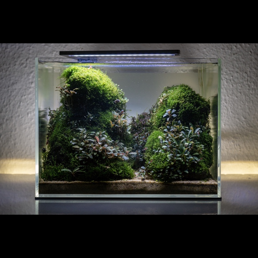 Aquascape "Kalimantan Valley" by Tono Dreßen