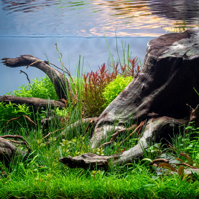 ... Details of Bilberry Grove by Tono Dreßen | EAPLC 2020 and ENAC 2019 Rank No 3