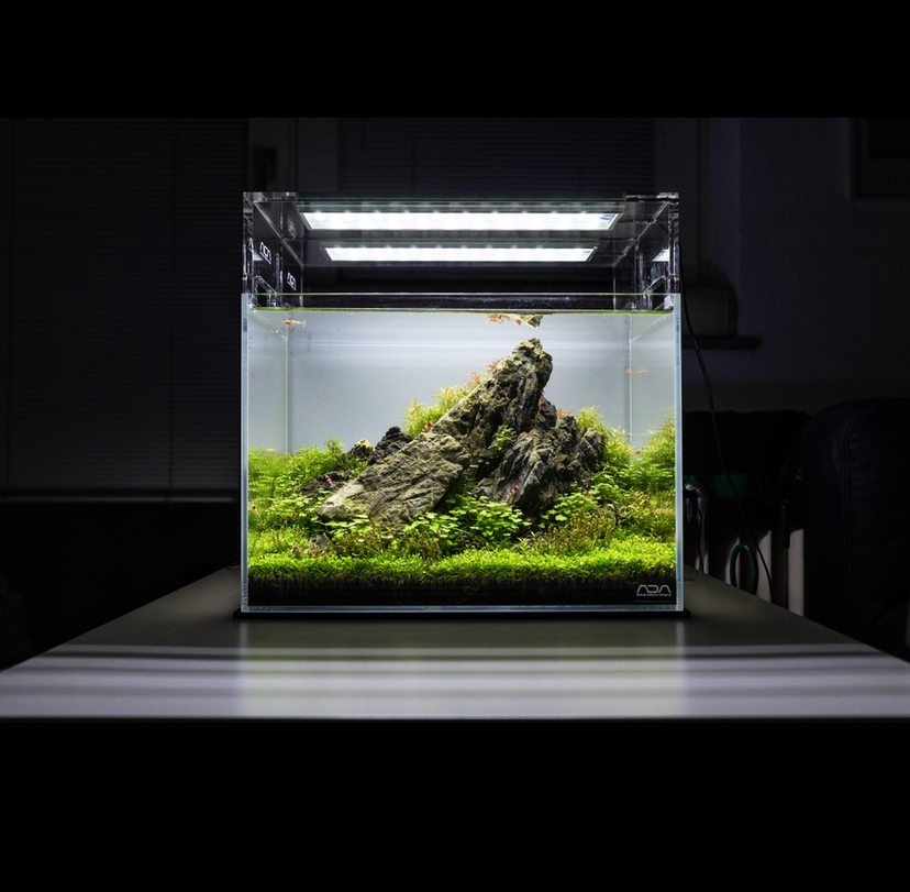 Aquascape “Wilder Kaiser” by Tono Dreßen | AquaMooh 