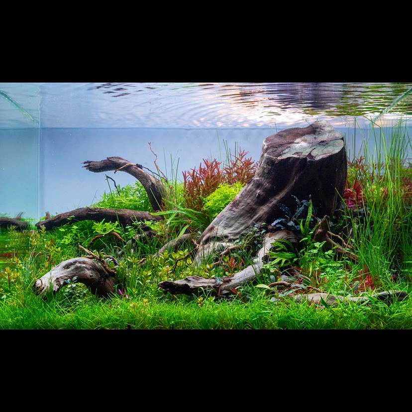 Aquascape “Billberry Grove” by Tono Dreßen | AquaMooh 
