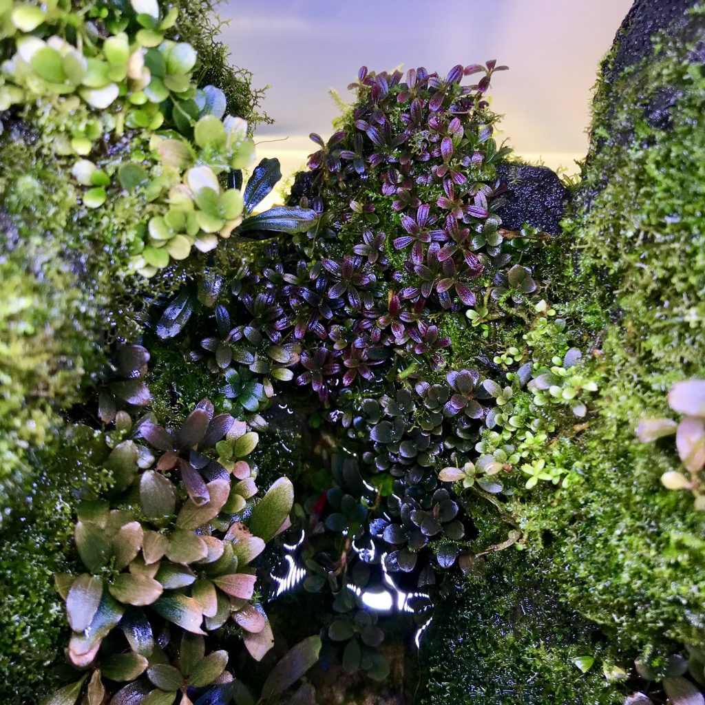 Details of "Kalimantan Valley" by Tono Dreßen | Varietyh of small Bucephalandra